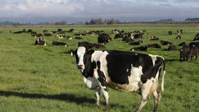 Новая Зеландия первая в мире ввела налог на газовыделение скота