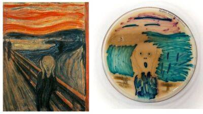 Копия картины Мунка «Крик», созданная тверским биологом из бактерий, получила приз на конкурсе «Красота микромира»