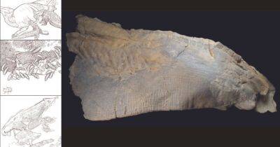 Разорвана древними крокодилами: в США изучили мумию динозавра с блестящей кожей (фото)