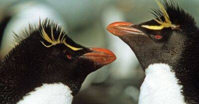 Прямохохлые пингвины выбрасывают первенца из гнезда. Ученые наконец-то поняли, почему