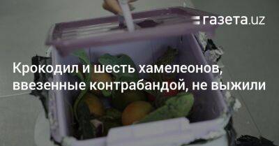 Крокодил и шесть хамелеонов, ввезенные контрабандой в Узбекистан, не выжили