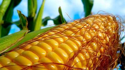 USDA збільшило прогноз експорту кукурудзи з України