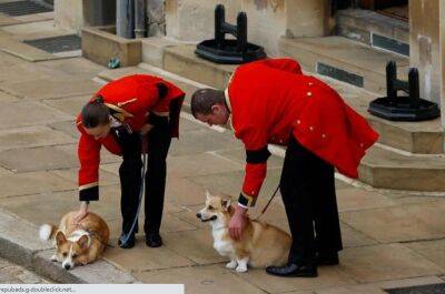 Герцогиня Йоркская рассказала как заботятся о собаках королевы