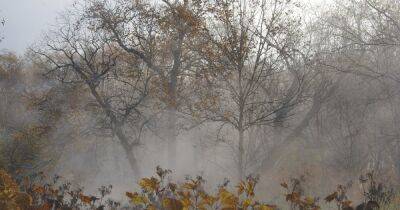 Погода в Украине на 14 октября: сухо, местами туманы (КАРТА)