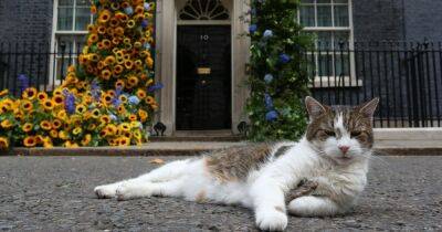 Главный кот Великобритании прогнал лису с Даунинг-стрит (видео)