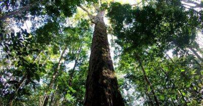 Гигант Амазонии. Ученые добрались до самого высокого дерева, размером с 25-этажный дом (видео)