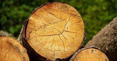 Дрова под запретом: как украинцам не нарваться на штраф при сборке древесины в лесу