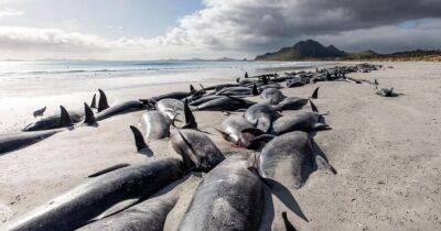 У острова смерти в Новой Зеландии, окруженного акулами, погибли 4000 китов за 120 лет (фото)