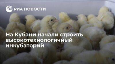 В Краснодарском крае начали строить высокотехнологичный инкубаторий для цыплят