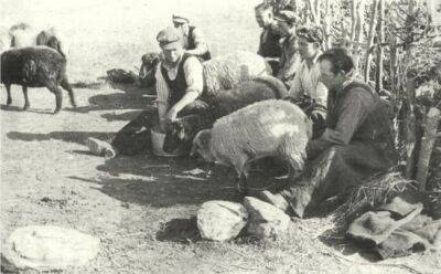 Передвижные «фермы». Кипрские пастухи прошлого