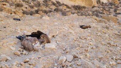 Отравление орлов в Израиле: орнитологи требуют покарать виновных