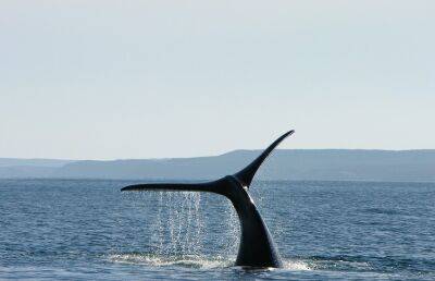 На юге Аргентины найдены мертвыми 30 китов