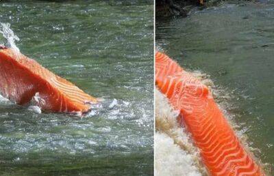 Нейросеть попросили изобразить лосося, плывущего против течения. Результат получился впечатляющий