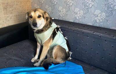 В Твери ищут новый дом собаке, чьих щенков ели бездомные
