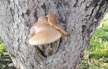 Белорусы находят грибы в самых неожиданных местах