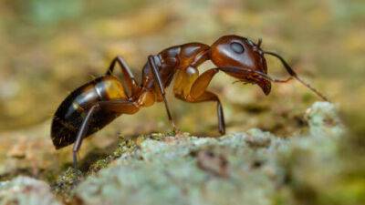 Предотвращено национальное бедствие: нашествие аргентинского муравья на Израиль
