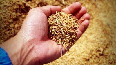 С начала действия «Зерновой инициативы» Украина экспортировала более 7,7 млн тонн агропродукции