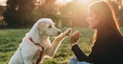 Особый стиль воспитания влияет на то, какой вырастет ваша собака: в чем секрет