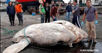 Новый мировой рекорд. Обнаружена самая тяжелая рыба на Земле весом в 3 тонны (фото)