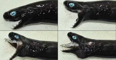Глубоководное чудище. Сеть испугала неуловимая черная акула, похожая на Венома из комикса Marvel (фото)