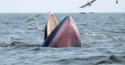 Не успели пожить. В мире осталось 50 китов Мексиканского залива, открытых лишь в прошлом году