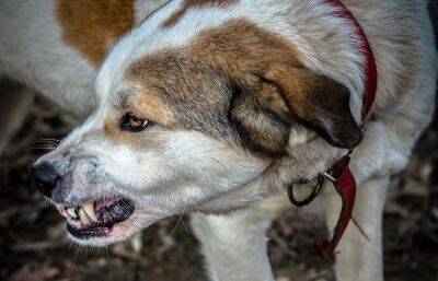 В Лихославльском округе у собаки заподозрили бешенство