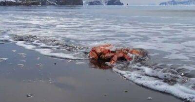 Миллиарды снежных крабов исчезли из вод вокруг Аляски. В чем причина - focus.ua - Украина - шт.Аляска