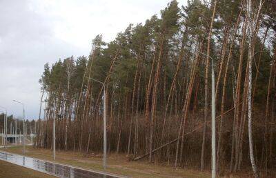 МЧС предупреждает: 18 октября по Беларуси ожидается усиление ветра порывами до 15-18 м/с