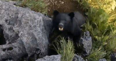 В горах Японии турист отбился от медведицы с медвежонком (видео)