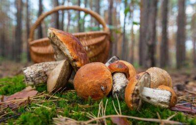 В Лихославльском районе разыскали грибника, двое суток плутавшего по лесу