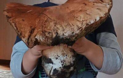 На Волыни нашли гриба-гиганта весом четыре килограмма