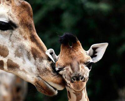 Маленький жираф родился в одесском «Биопарке» (фото, видео)