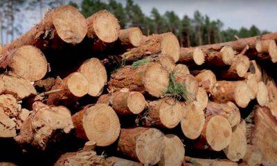 "ДроваЄ" по нормальной цене: в Украине запустили госсайт по продаже дров без наценки – как воспользоваться