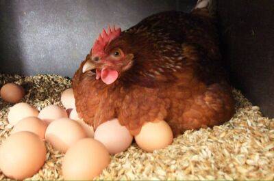 Харьковский эксперт прогнозирует подорожание яиц вплоть до декабря
