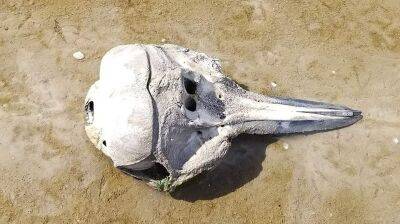 На побережье в Одесской области выбросило останки мертвых дельфинов (ФОТО)