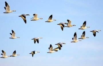 Ученые выяснили, какая птица является самой быстрой на Земле - charter97.org - США - Англия - Белоруссия - Лондон - Антарктида - Сапсан