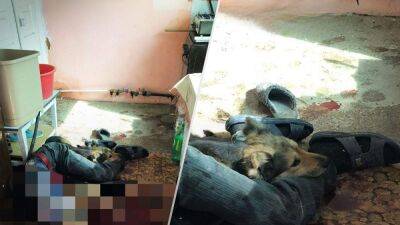 В Гуляйполе российская ракета убила хозяина в доме: верная собака не смогла отойти от тела