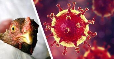 В Британии подтвердили рекордную вспышку птичьего гриппа - dsnews.ua - Китай - Украина - Англия - Великобритания