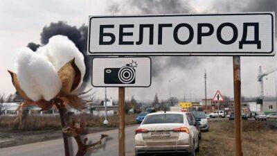 В Белгородской области России снова цветет "хлопок"