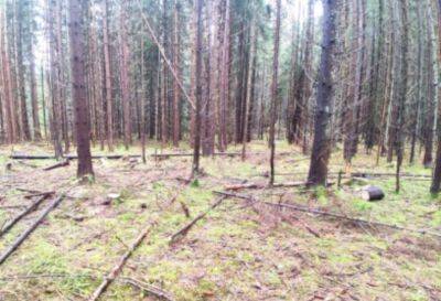 Житель Тверской области нарубил в лесу елей на 400 тысяч рублей