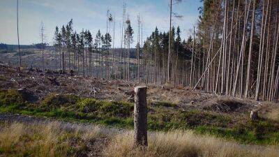 Из-за человека и жука-короеда в Европе гибнут леса