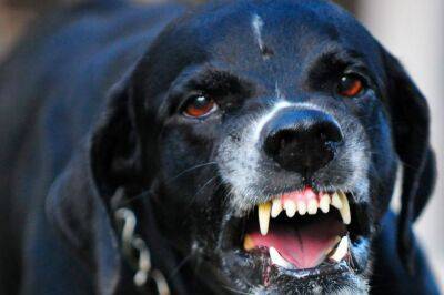 Россельхознадзор: владельцы собак должны проводить противоэпизоотические мероприятия