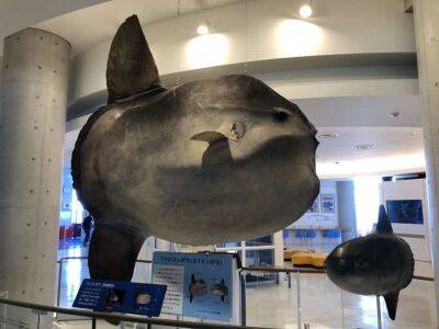 Біля Азорських островів виявлено найважчу рибу у світі