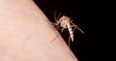 Некоторых людей комары действительно кусают чаще: ученые выяснили, почему так происходит
