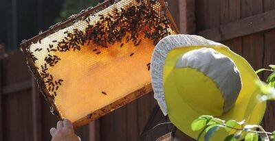 Гродненская инспекция МНС выявила нарушения в работе пчелиной фермы
