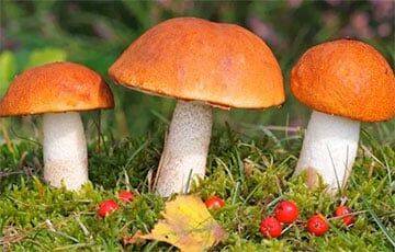 Какие необычные грибы находят в белорусских лесах