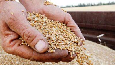 Латвийский депутат предложил топить печку зерном: оно дешевле гранул
