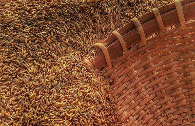 ООН: в развивающиеся страны отправили почти 50% экспортируемой из Украины пшеницы