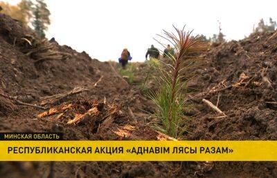 В Столбцовском районе сотрудники Минлесхоза и КГК приняли участие в восстановлении леса