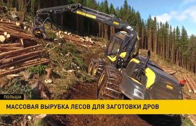 В Польше массово вырубают леса для заготовки дров